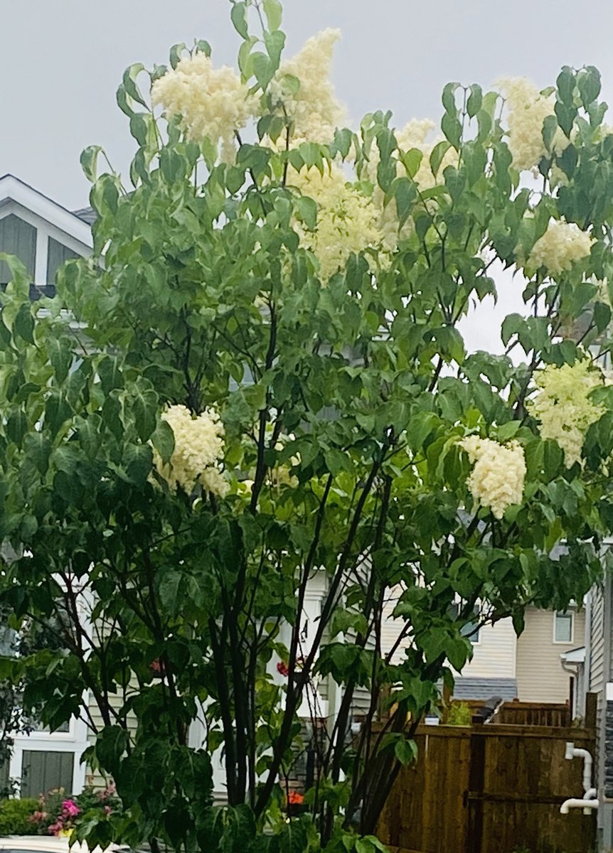 sparkledashshy's tweet photo. Just like my tree.. #keepsgrowing on a #rainyday 🌦🌷🌧 https://t.co/d19ZCa46oa