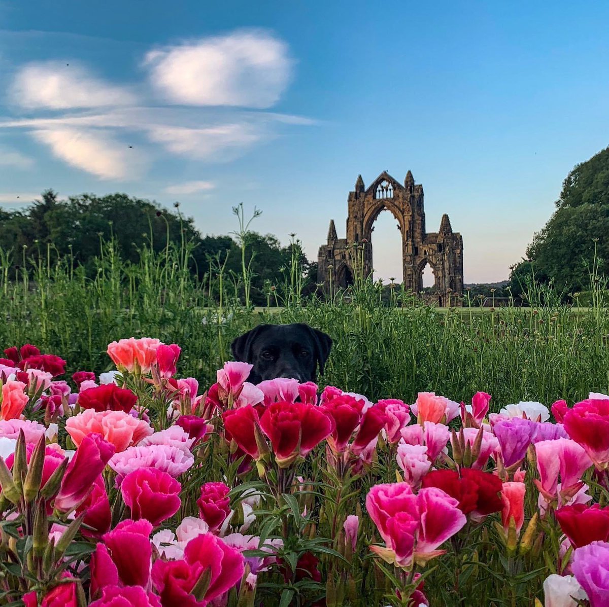 Beautiful Teesside 

Gisborough Priory, TS14

By Rowes at Priory Gardens