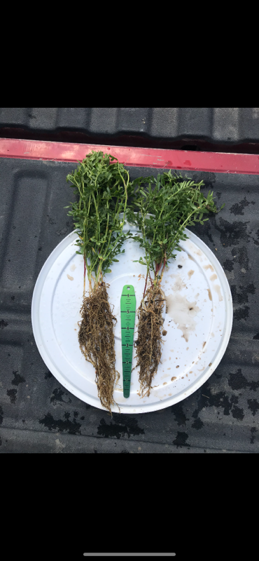 BEHumic's tweet photo. #FieldTestTuesday Check out the roots on these #peas in Saskatchewan treated with 2L of #humiZen Alpha Plus and @AdvancedAgTech ACF. Left plant is treated, right plant is untreated and seeded 2 day earlier! 

#soilhealth #sustainablefarming #westcdnag #plant20 https://t.co/W6wo2kiz5i