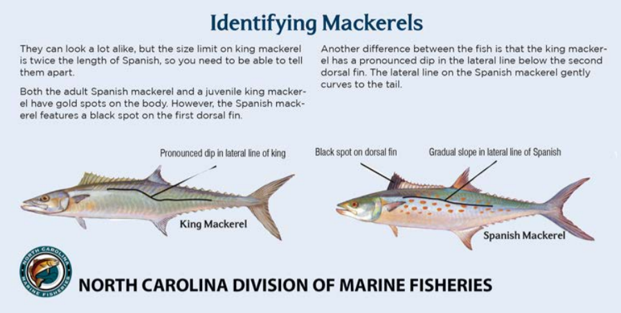 N.C. DEQ on X: The Spanish mackerel are biting, but so are the juvenile  king mackerel, and fishermen need to know the difference.🎣 Click the link  to learn more about the size