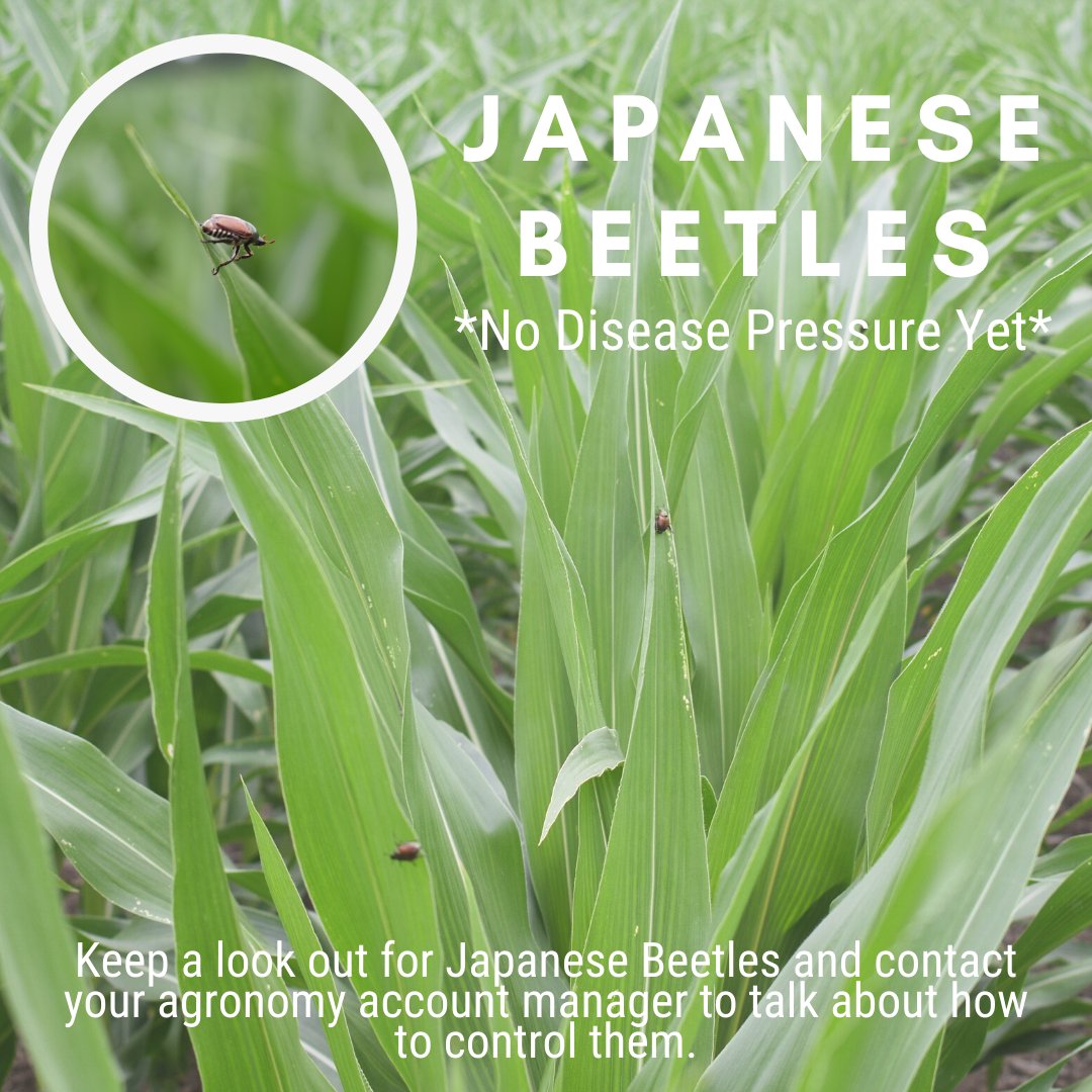 AgPartnersCoop's tweet photo. Our agronomy team hasn't reported any disease pressure as of yet on crops, but are keeping an eye on the Japanese Beetles in our area. Contact your agronomy account manager to talk about options if you have any questions. #agronomy #japanesebeetles #boostingbushels #AgCESS https://t.co/88UPK66Ac7