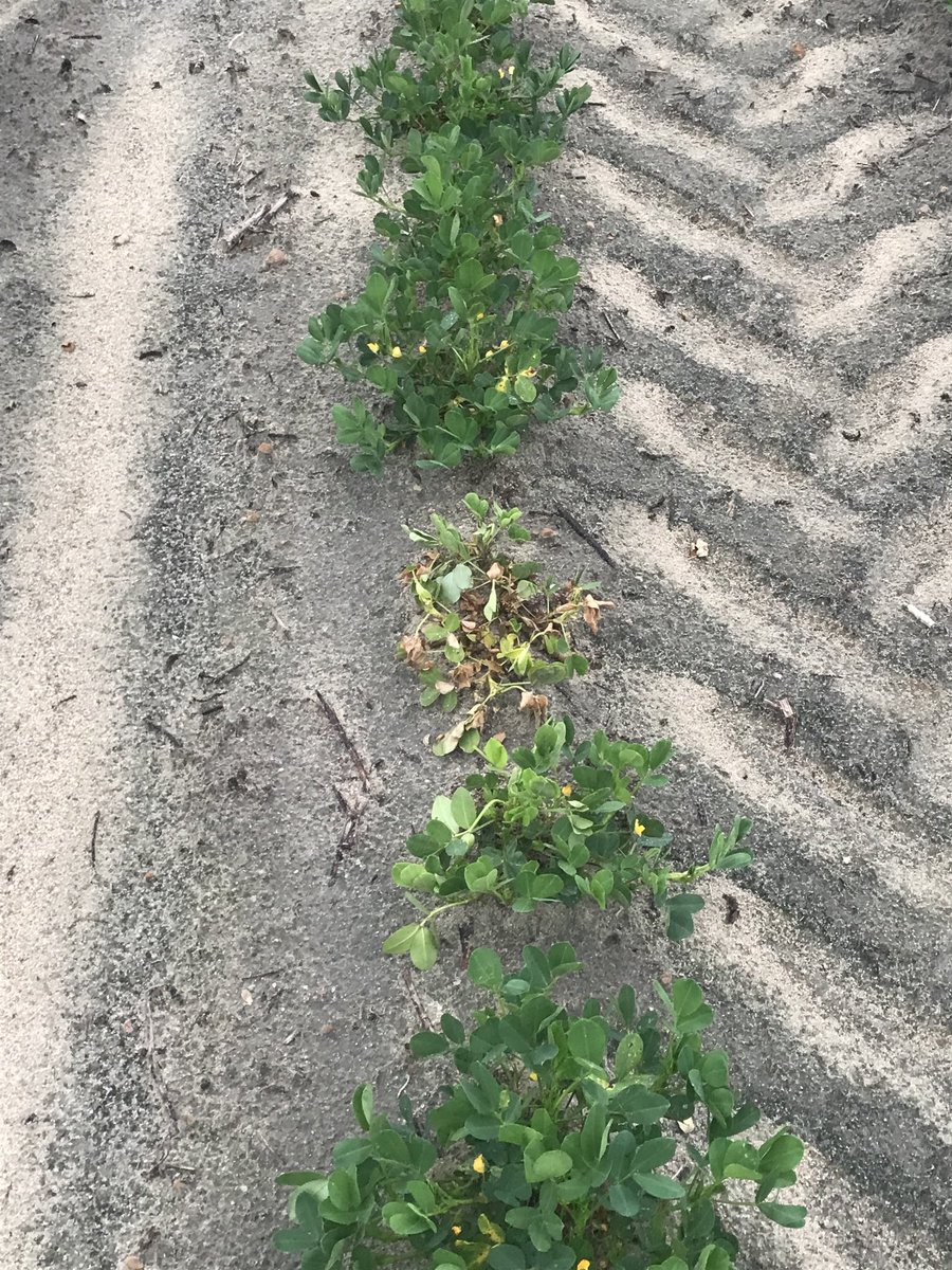 Grower changed lot # in middle of field. Poor emergence and crown rot still killing 49 DAP. This is ridiculous. #sorryseed