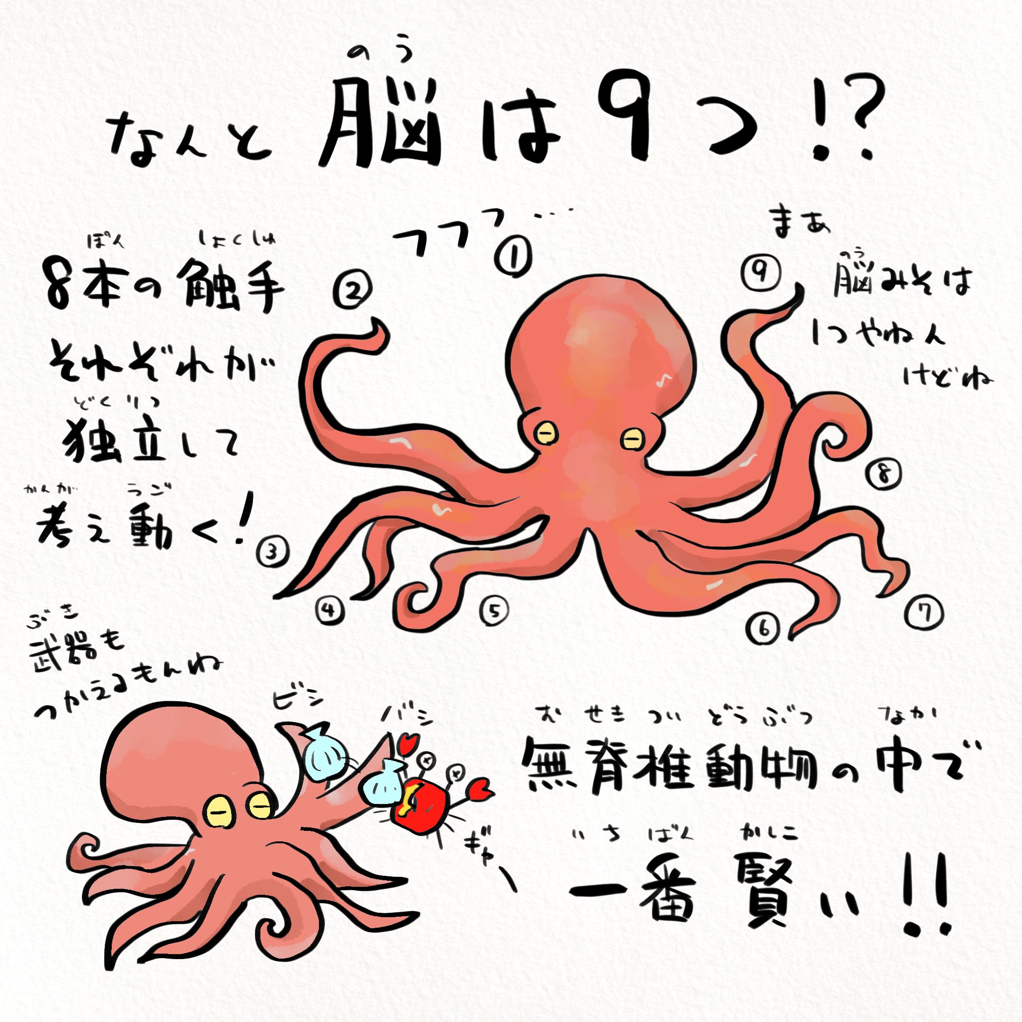 さかなのおにいさん かわちゃん 半夏生に食べるタコは完全に地球外生命体 さかなのおにいさん かわちゃん 半夏生に食べるタコは完全に地球外生命体