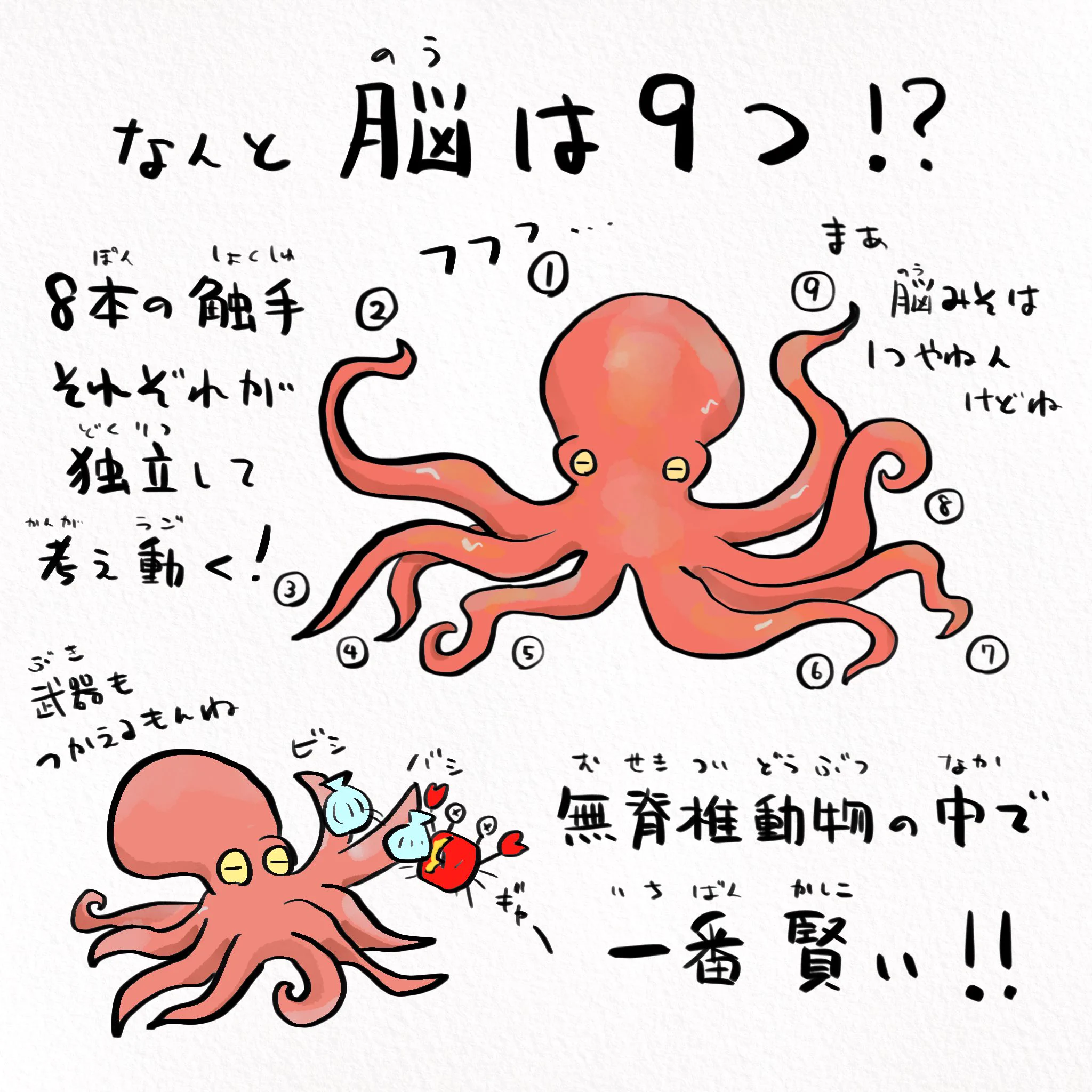 知られざる生態が明らかに！？タコは地球外生命体だったwww