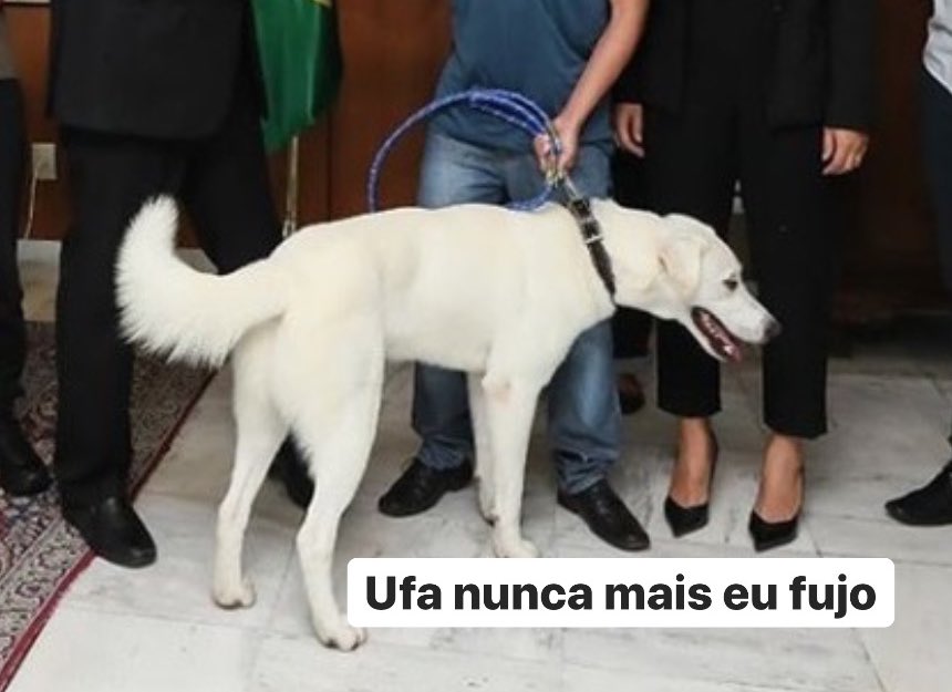 gabrielbeblo's tweet photo. Imagina o arrependimento do cachorro que saiu correndo quando viu o portão de casa aberto https://t.co/Xl4rut0e4M