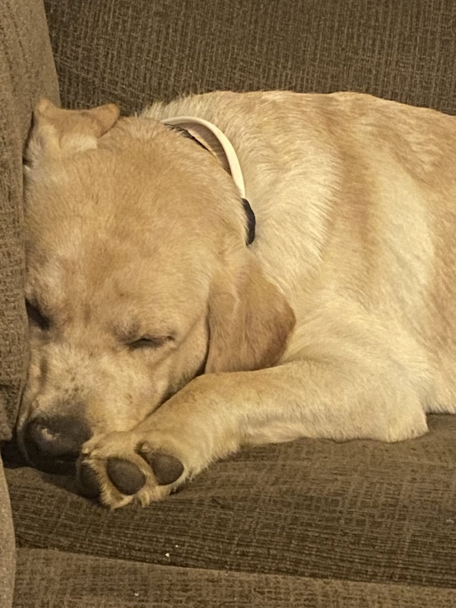 Hercules11319's tweet photo. We is ssuppperrrr sleepy over here in NC! This heat is making us want to jump in a pool or nap! https://t.co/2vGrgpKYKG