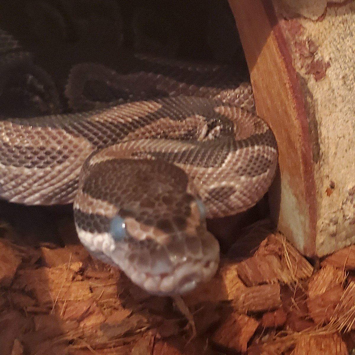 PythonsGaloreTX's tweet image. Zombie mode activate!
#Freya #axanthic #axanthicballpython #ballpythonsofinstagram #ballpythonmorphs #ballpythonbreeder #ballpython #snake #snakesofinstagram #inblue #zombiemode #scales #shed
