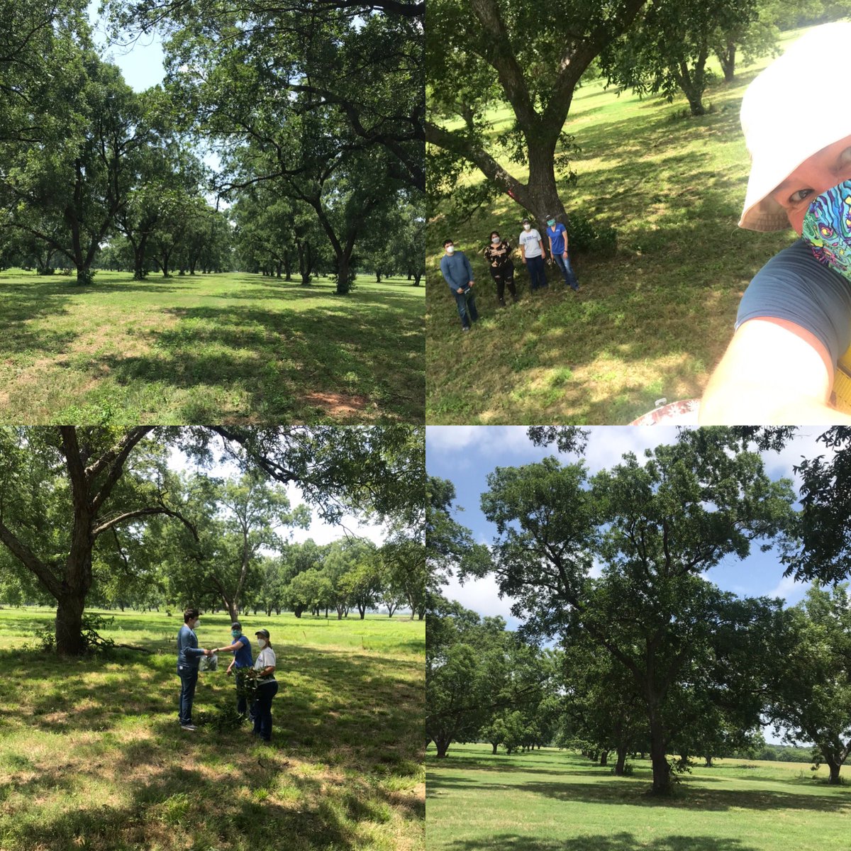 NobleFunGuys's tweet photo. Collection day in the pecan orchard. Traded my computer for a cherry picker and got to hang out in the trees. The ground crew were awesome. Added bonus, the face mask kept the sun off my cheeks! #everynoblestory #pecanscab #fungicidetrials https://t.co/s21RsyRMFL