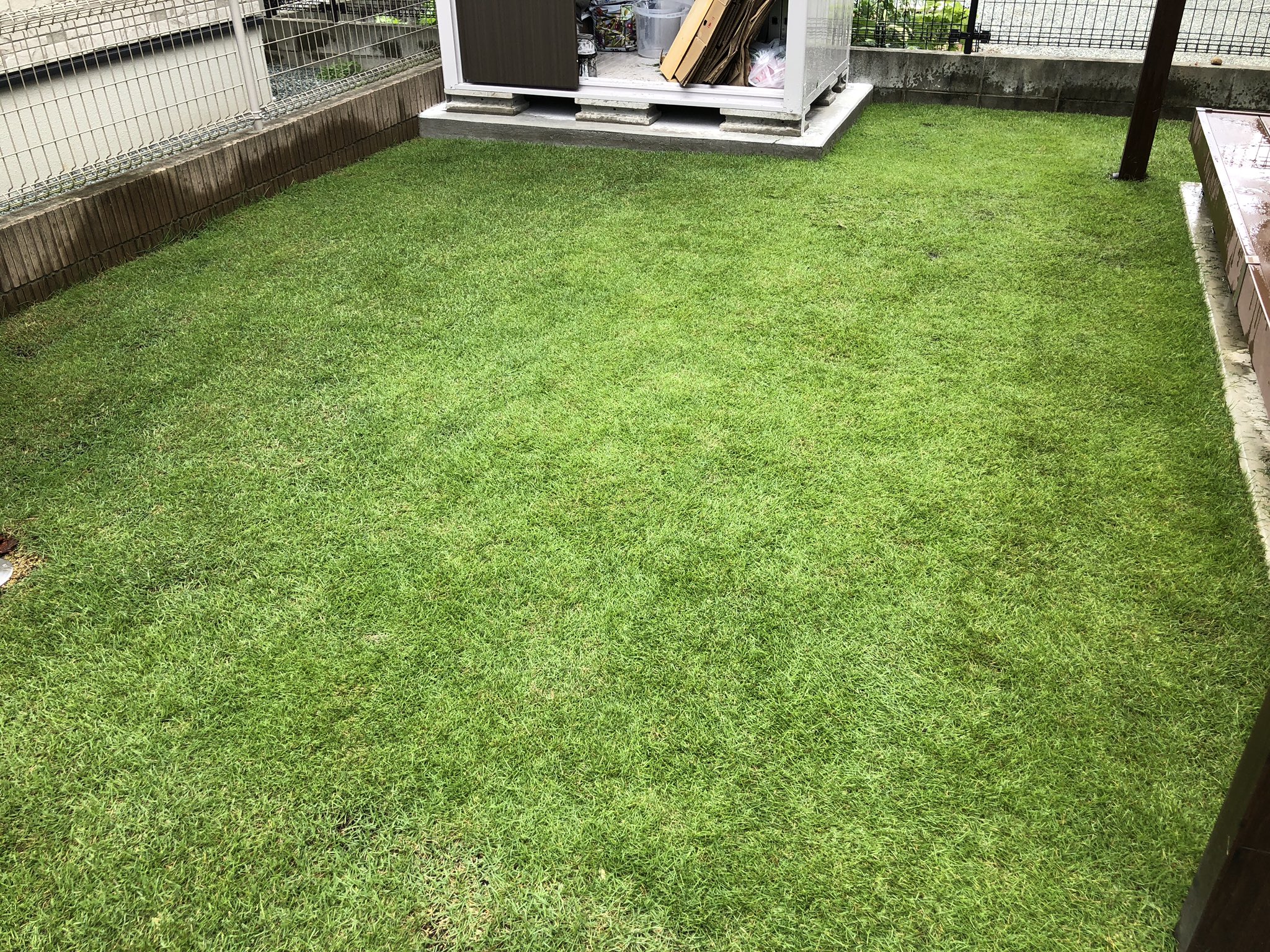 かずひろ 梅雨の合間の芝刈り完了 先週のラージパッチも殺菌剤の効果でほぼ回復 芝生 芝刈り ラージパッチ 姫高麗芝 T Co 0ihu2p8o3g Twitter