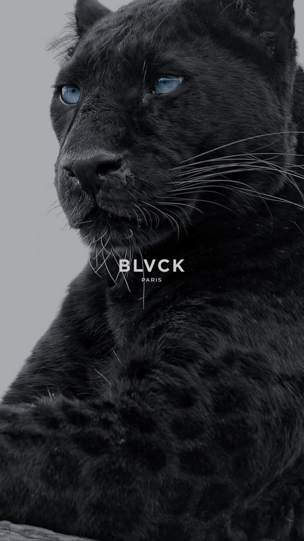 Blvck Paris Whte Paris まだまだー 企画 49日目 スマホの待ち受けを毎日変えて楽しもう Panther By Blvck Paris 待受画像 虎 壁紙 ブラックパリ Blvckjapan Blvck Paris Whte Paris まだまだー 企画 49日目 スマホの待ち受けを毎日変えて楽しもう Panther By Blvck Paris 待受画像 虎 壁紙 ブラックパリ Blvckjapan