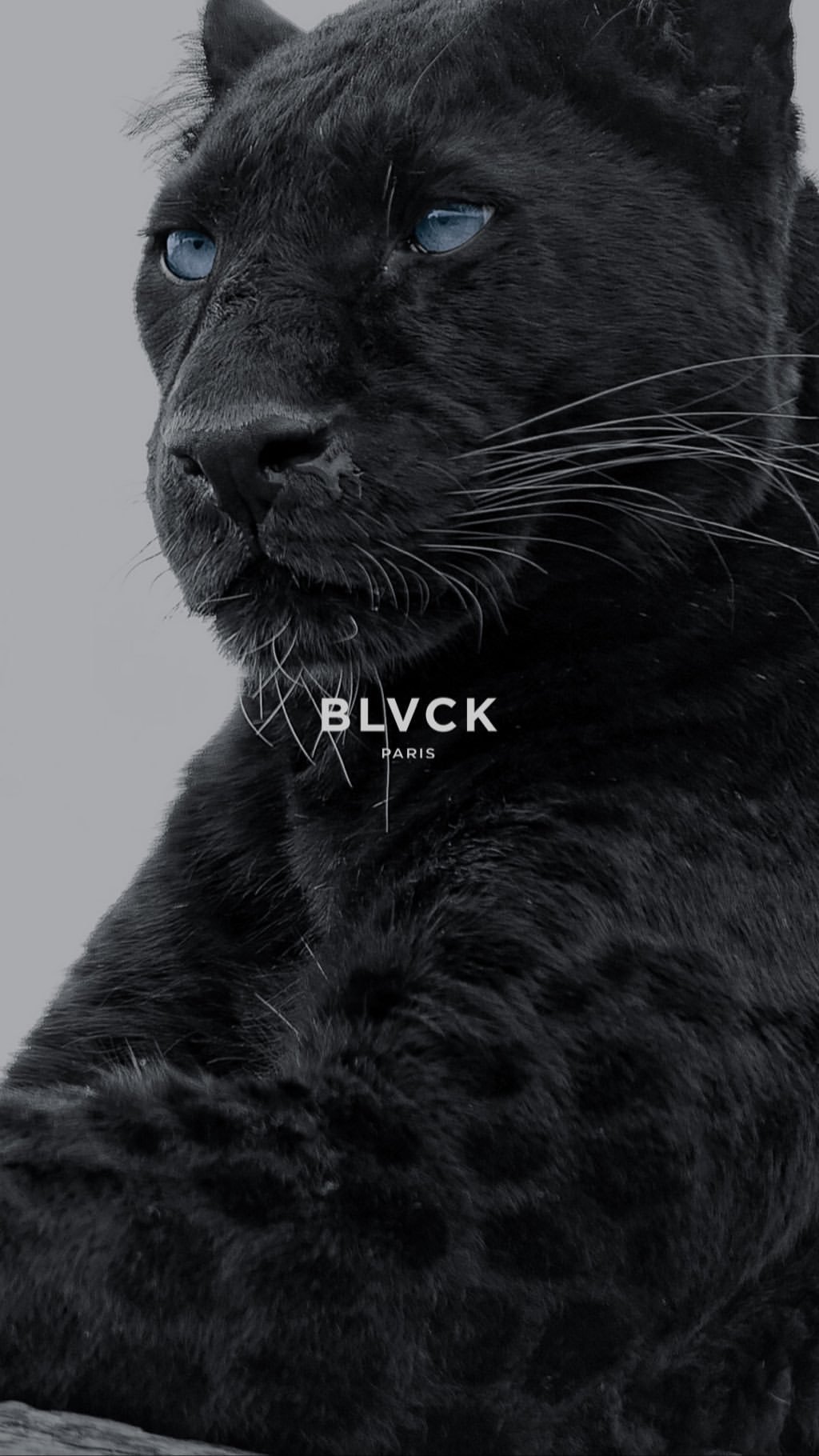 Blvck Paris Whte Paris まだまだー 企画 49日目 スマホの待ち受けを毎日変えて楽しもう Panther By Blvck Paris 待受画像 虎 壁紙 ブラックパリ Blvckjapan