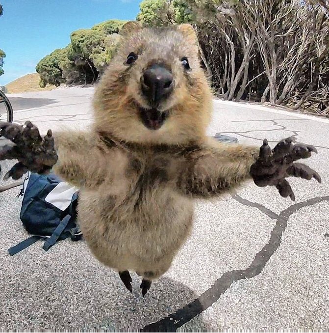 AlbaErgonomics's tweet photo. Human factors - factoring in the human. If your happy, we’re happy. If your not happy, speak up.  Everyone deserves to be as happy as a quokka.  #ergonomics #humanfactors  Credit https://t.co/OlAobDB4R2 https://t.co/XkOpktsssR