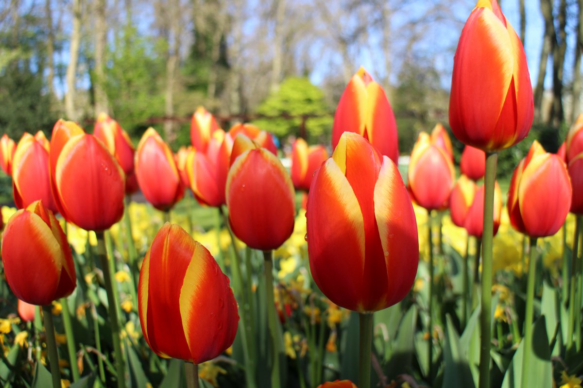  #Keukenhof,  #Netherlands This garden is seasonal (flowers in spring). COVID19 must have ruined its 2020 completely. But they went online. Hope that helped.  https://keukenhof.nl/en/ April 2017.