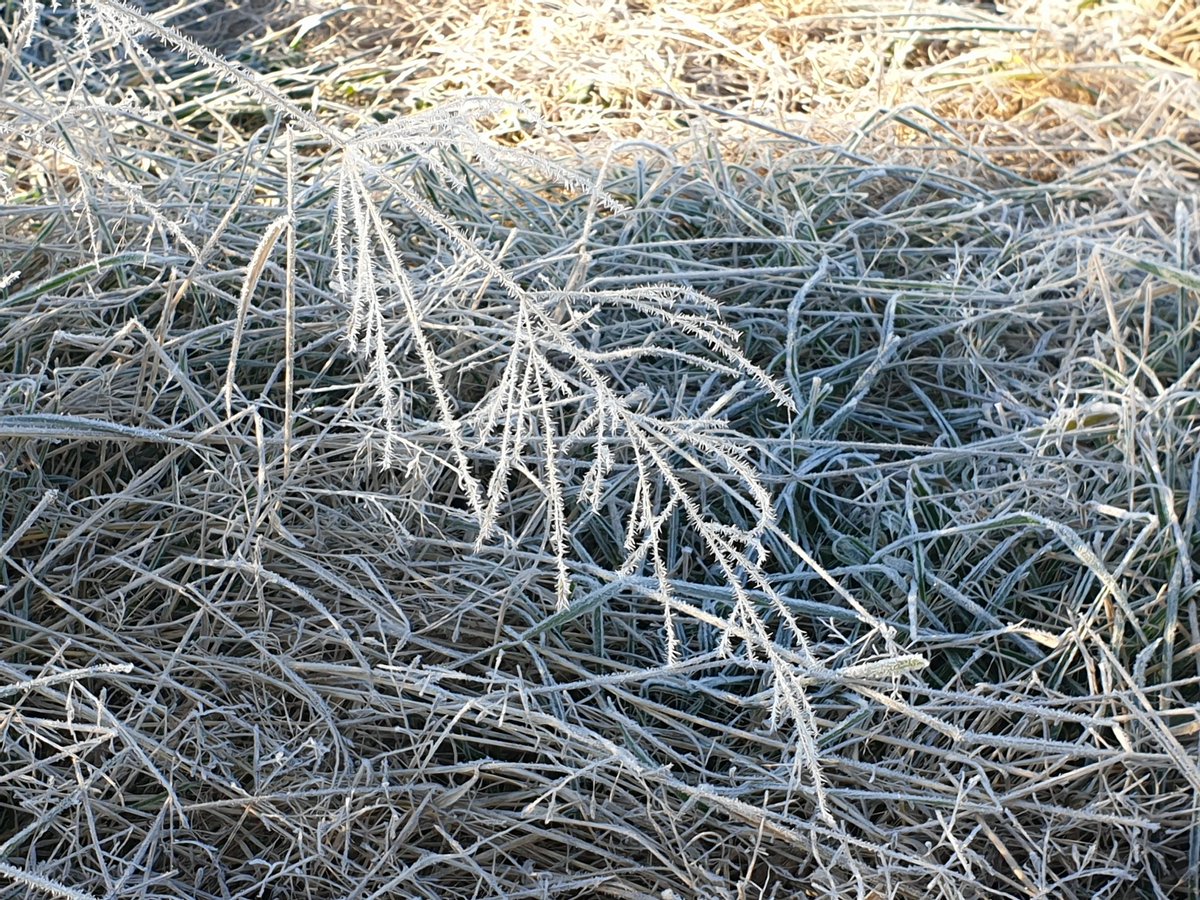 TimDyall's tweet photo. Very happy to be back at Chiswick doing fieldwork again. Even if it is a frosty winter morning. @CSIRO @LoveofMerinos #Virtualfencing https://t.co/xM6r90tI5o