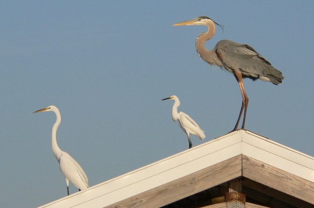 First up: the Lan are herons:- Elegant - (...mostly)- Really good at sitting still