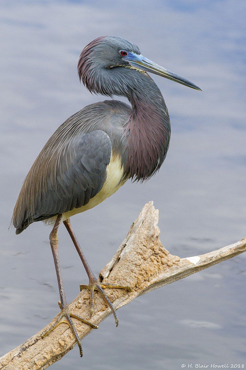 Lan Qiren: tricolored heron- Adults interact with their angsty teens by bowing- Generally solitary, except when raising young