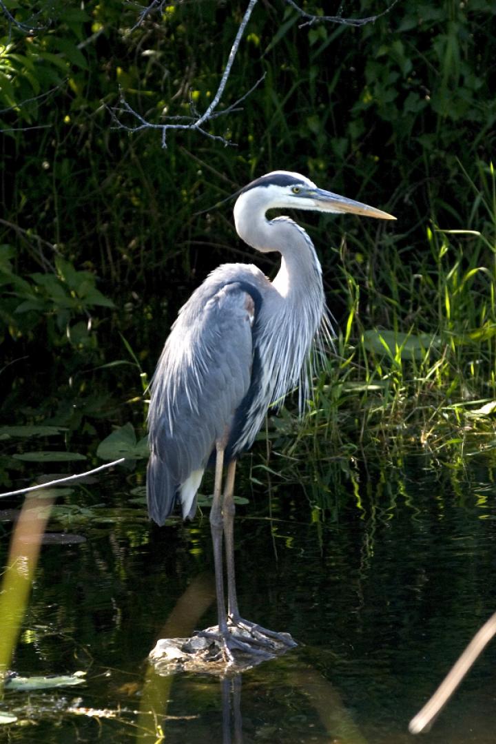 Lan Xichen: great blue heron- Extremely tall- Lives in isolated spots that are hard to reach on foot- Looks delicate, but can definitely fuck you up