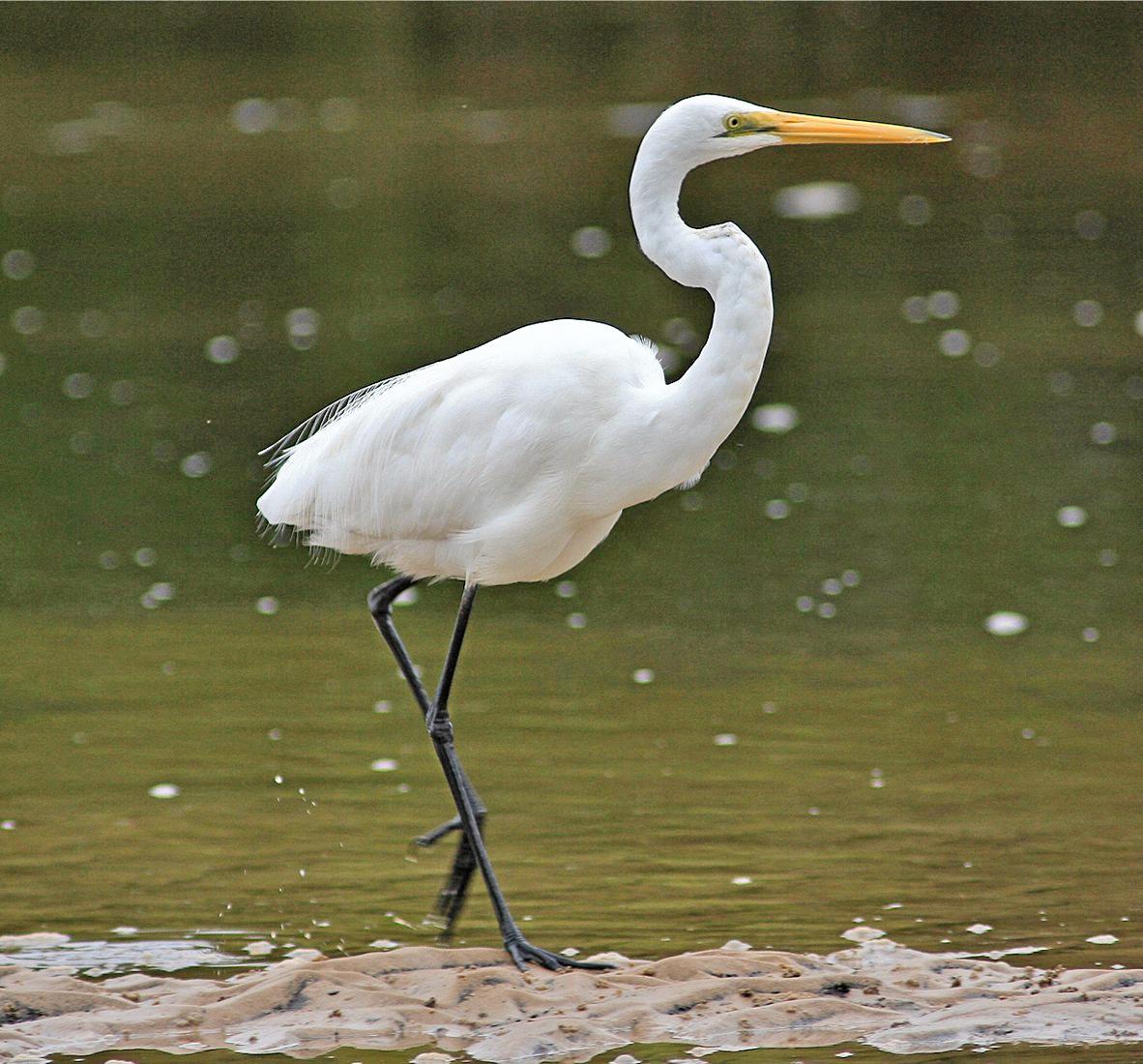 Lan Wangji: great egret- Looks just like a great blue heron, but its plumage is all white- Gets real fancy-looking when trying to attract a mate- Doesn’t really make much noise