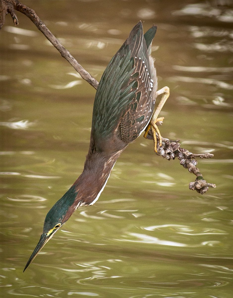 Lan Jingyi: green heron- Very smart; one of the only birds to fish using a lure- Also incredibly weird