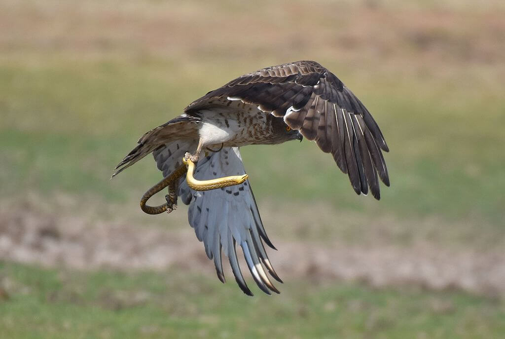 Next up: the Nie are raptors:- Careful observation meets…- The ability to fuck you right up with sharp things