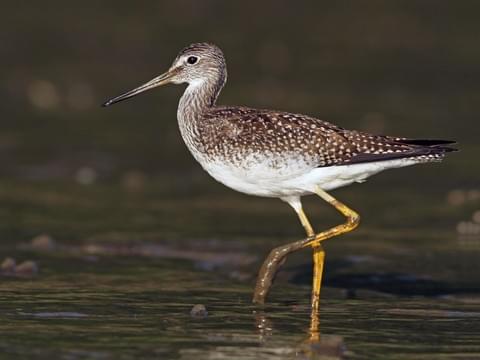 Jin Zixuan: greater yellowlegs- Tall- Gold- Can be found standing ankle-deep in mud during courtship behaviour