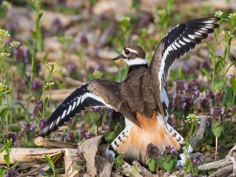 Jin Guangyao: killdeer - Will fake a broken wing to lead predators away from the nest and then fly away when danger is a safe distance away- Also, huge eyes