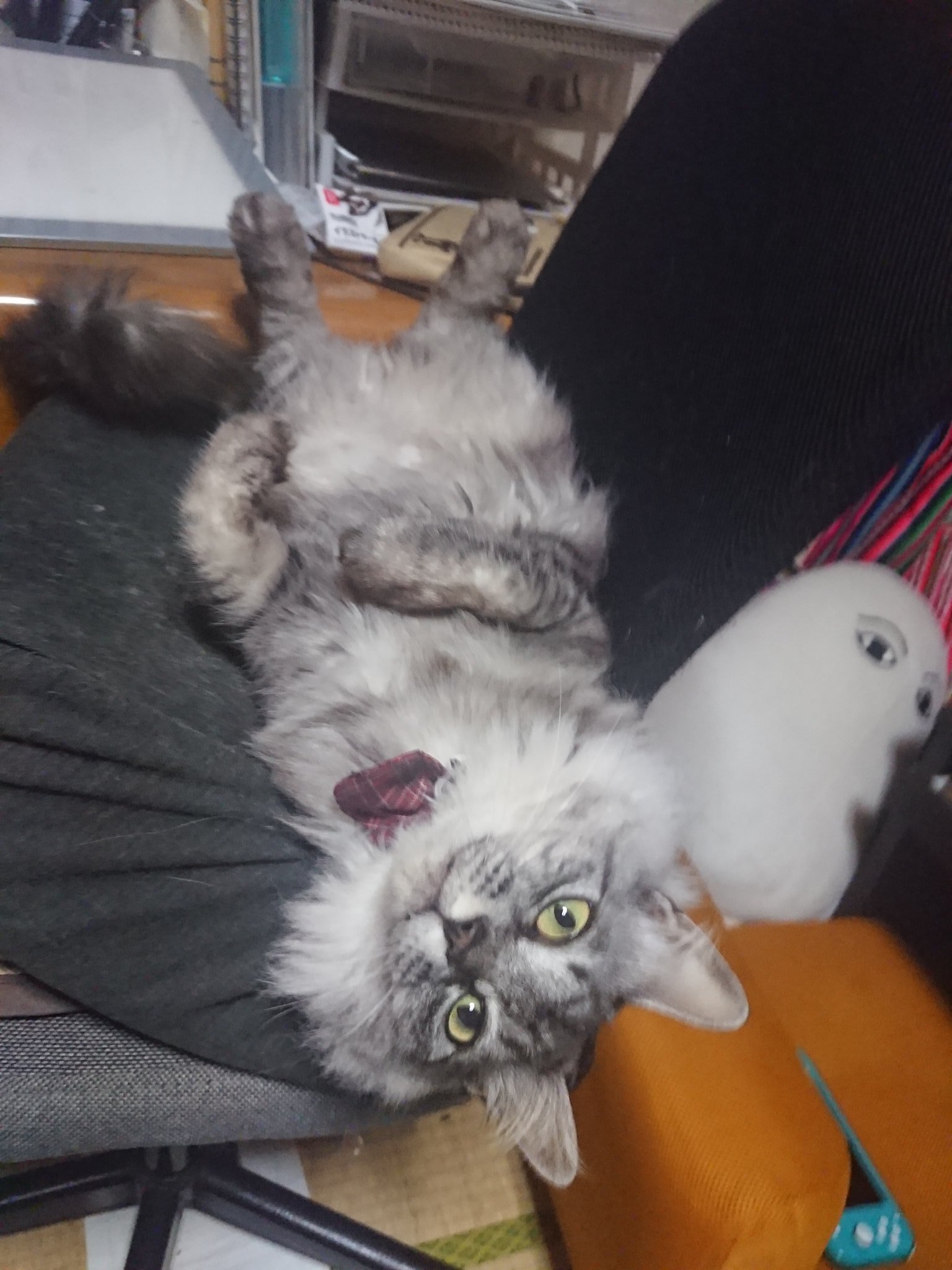 えびぼん ゼンカイジャー２正座待機 猫を探しています 名前ぴこ サバトラ グレーの毛に黒いトラ模様 の長毛でめす 避妊済み 尻尾がながく赤と黒の鈴つき首輪を しています 拡散希望 迷い猫 迷子猫 豊川市 T Co J3carnw76a Twitter