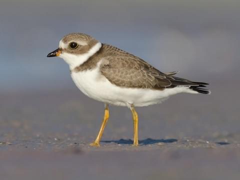 Jin Ling: semipalmated plover- Small and adorable- Can look a lot like a mini killdeer…- ...but knows how to swim!