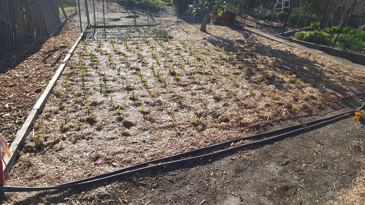 weezmgk's tweet photo. It doesn't thin your blood, realign your chakras nor repel viruses or vampires, but it's tasty &amp; fun to grow! #garlic2020 is the usual Australian Purple Stripe we've grown for about 10 years. 2 weeks since planting. https://t.co/b3zjed9mnn
