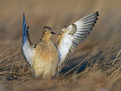 Jin Guangshan: buff-breasted sandpiper- Gold-look outfit- Love ‘em and leave ‘em style; males take no role in raising young- Often sire multiple young per mating season