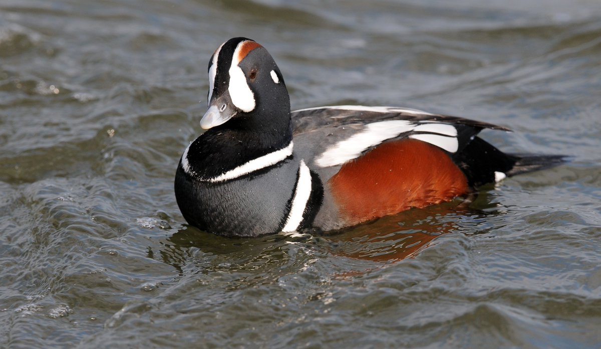 Jiang Cheng: harlequin duck- Extremely fashionable- Also extremely prone to broken bones / injuriesbecause they live a hardcore life