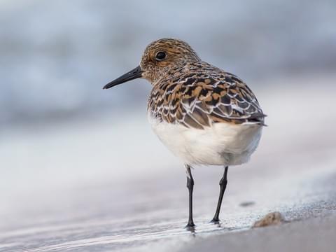 Madam Jin: sanderling- Aggressively defends territory- Will chase a goal even if it seems impossible