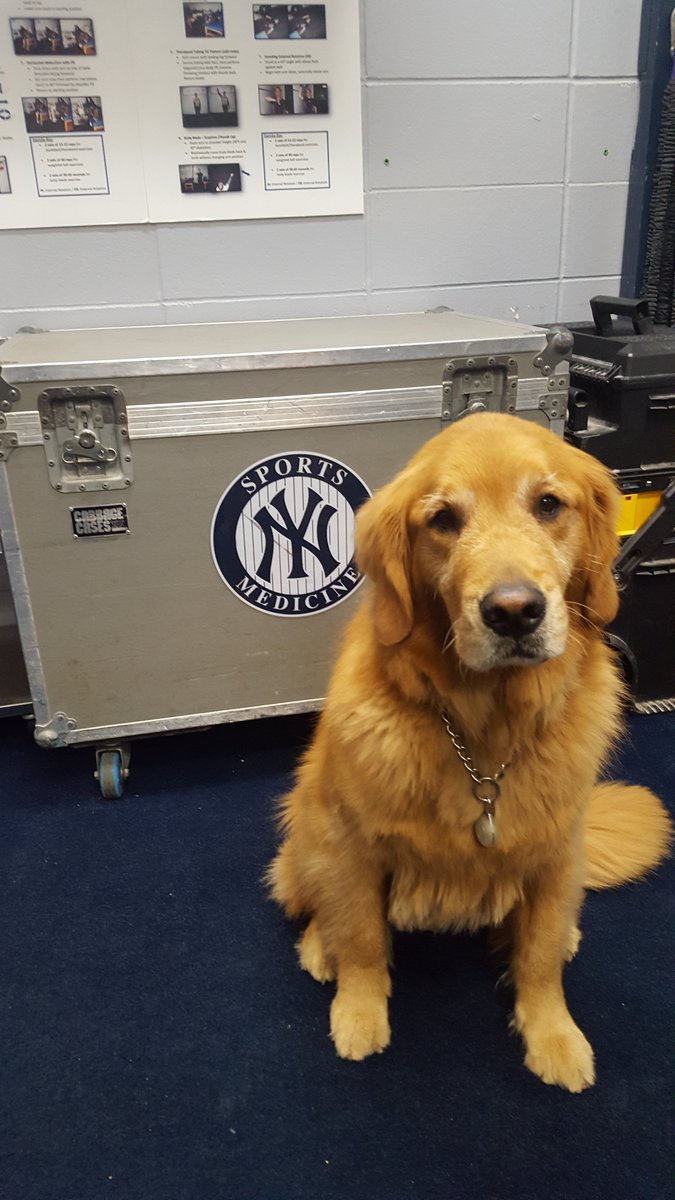 BatdogRookie's tweet photo. What a sad day, I won't be retrieving any @TrentonThunder bats this season. I look out on the empty seats and I miss all the fans &amp; the players. I can't wait until me and Dash can go out there and play baseball again. https://t.co/oTqNcXbe8X