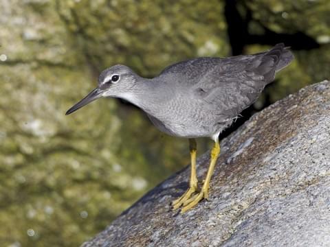 Luo Qingyang (Mianmian): wandering tattler- Short and cool- Young leave the nest with their parents at an early age- Gives an early warning against danger