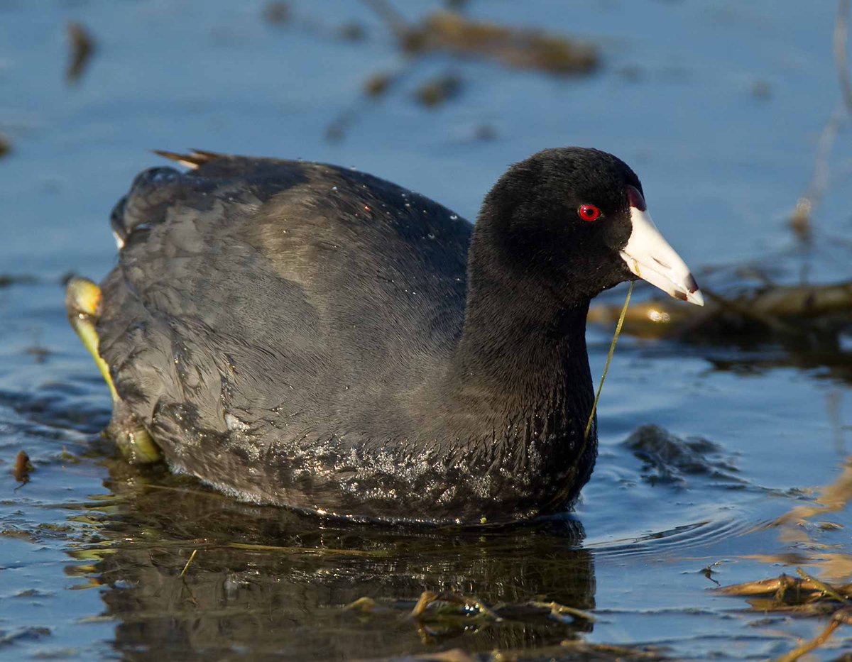 Wei Wuxian: American coot- Looks like a duck, but is actually closer to a heron (!)- Red eyes- Adults show a marked preference for the chicks with the most attention-grabbing looks