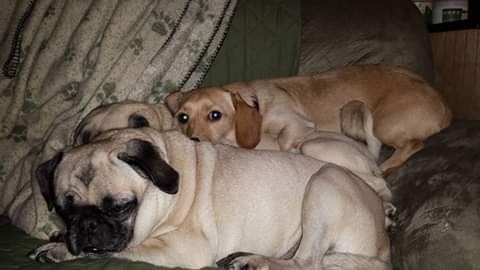 dan508bro's tweet photo. @beansandtiddies Beans fren, this is sausage fren.  Oh... And retard pug frens. . https://t.co/VygSCqDLwe