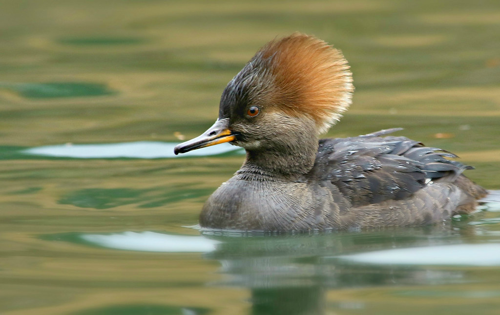 Jiang Yanli: Hooded merganser- Great hair- Has a very fancy husband- ...babies leave the nest at one day old