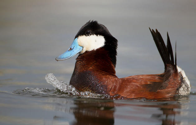 Jiang Fengmian: ruddy duck- Was once described this way: - “Its intimate habits, its stupidity, its curious nesting customs and ludicrous courtship performance place it in a niche by itself”