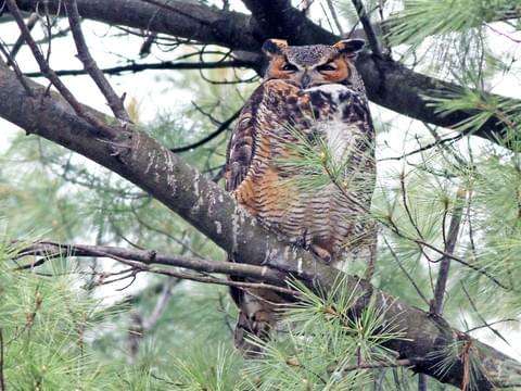 Wen Ruohan: great horned owl - huge and scary- eats literally anything it can catch