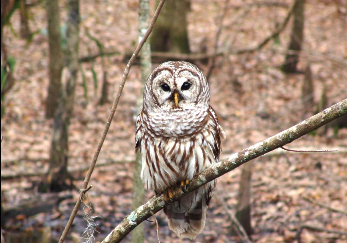 Wen Chao: barred owl- This is a callout post because one time a barred owl attacked me- Also, barred owls are expanding their range and threatening the endangered...