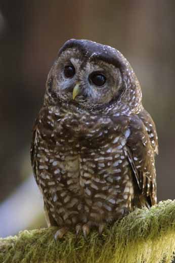 Wen Qing: northern spotted owl- Endangered by 1) society and 2) the aforementioned barred owl- Loyal to home and family- A threat to them caused an enormous societal conflict