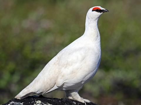 Xiao Xingchen: rock ptarmigan- Lives an inhospitable lifestyle associated with snow- Pure white plumage makes them extremely conspicuous- EYES