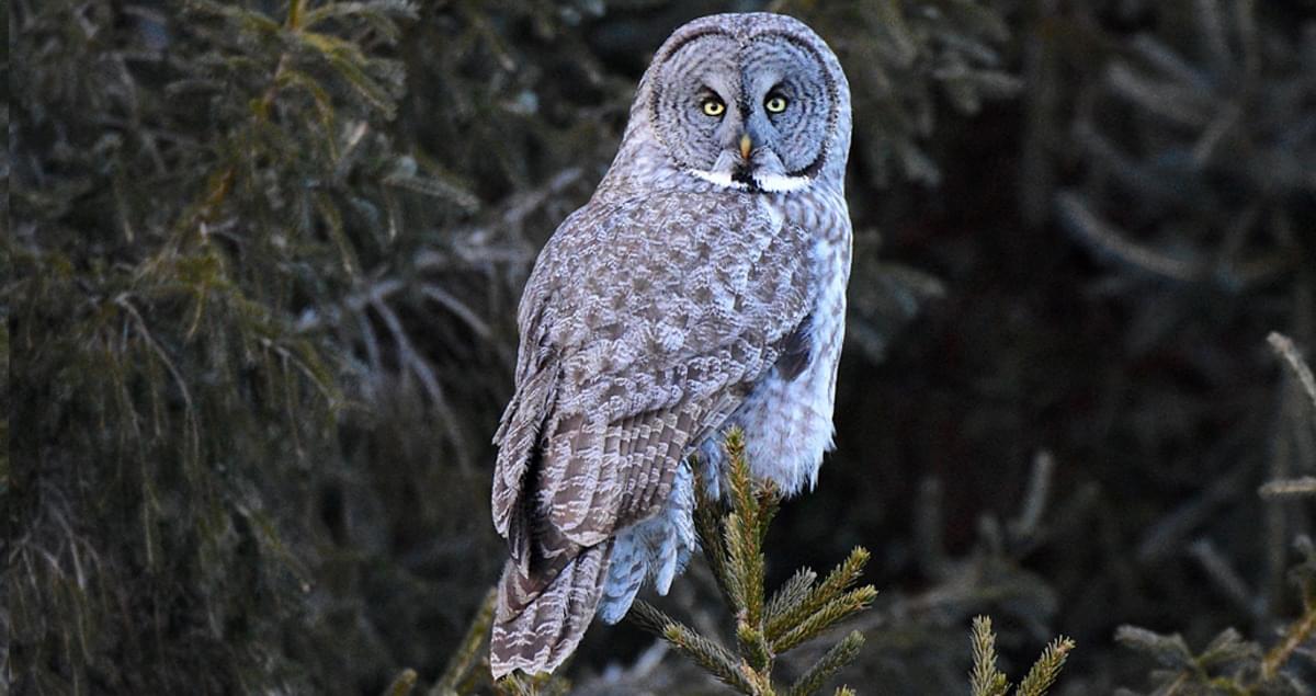 Wen Zhuliu: great gray owl- Incredibly powerful- Mysterious- Doesn’t talk