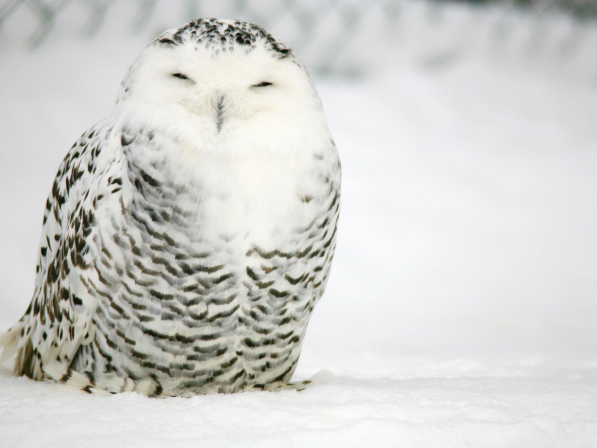 Lan Sizhui: a snowy owl- Start out with darker feathers, then get whiter plumage as they age- Young owls like cuddling- Nomadic as adults