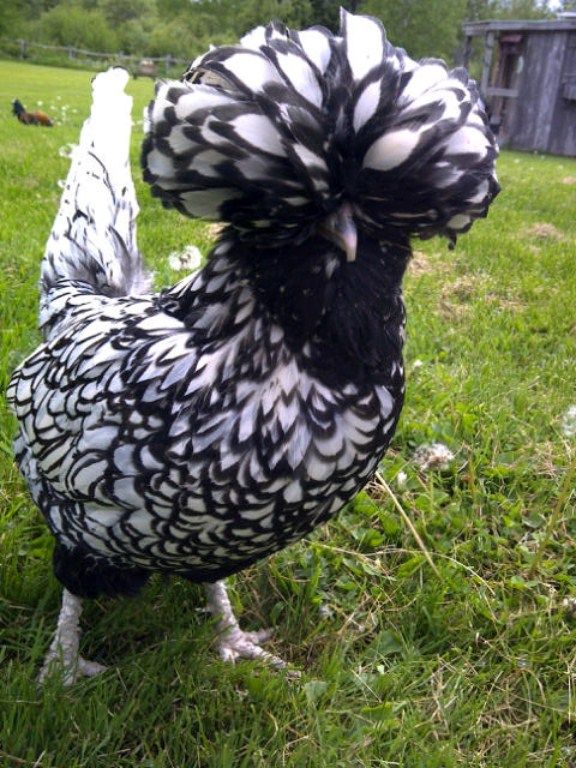 As for the Yi City gang, they're galliformes - the “chicken-like” ground birds- There’s no good summary photo for this, so here’s a fancy chicken in their theme colours