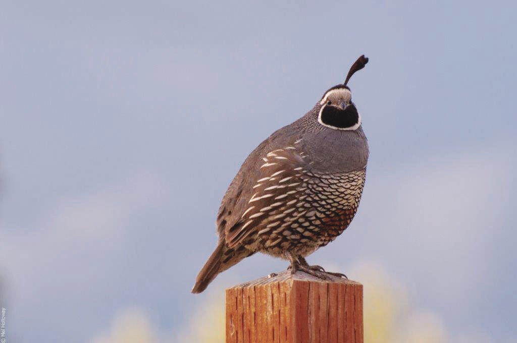 Song Lan: california quail- Raised communally- Fancy topknot