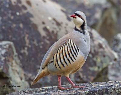Xue Yang: chukar- Also known as the “devil bird” because...- It almost always gets away from hunters