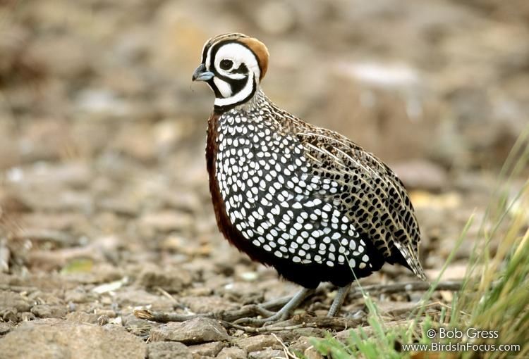 A-Qing: montezuma quail- Secretive- Sticks close to home- Makes eerie noises known to freak out unsuspecting visitors