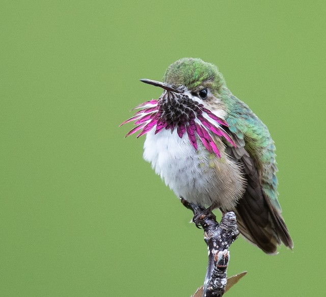 finally: a BONUS ROUND of characters who didn't quite fit in elsewhere- here's a photo of a calliope hummingbird just because