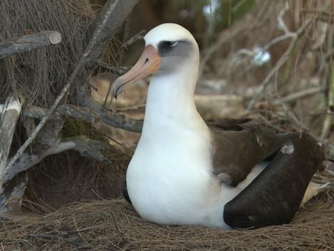 Ouyang Zizhen: laysan albatross- Romantic as all hell- Likes travel- A little awkward but very lovable